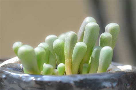 窗台植栽|小窗台植物推薦！12 種超迷你多肉植物 